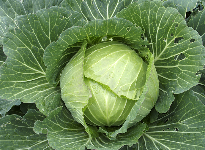 春キャベツ&新玉ねぎで作る簡単おかず